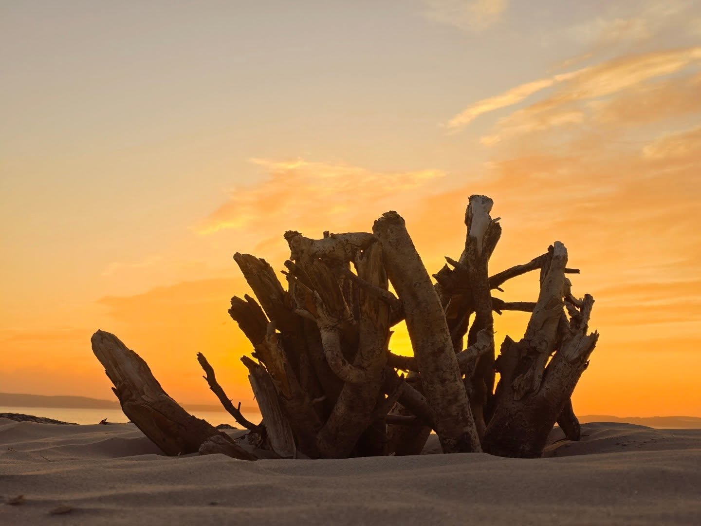 Driftwood sunset